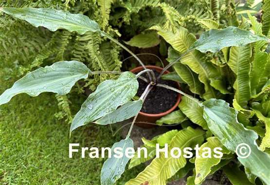 Hosta Hammerin Cameron